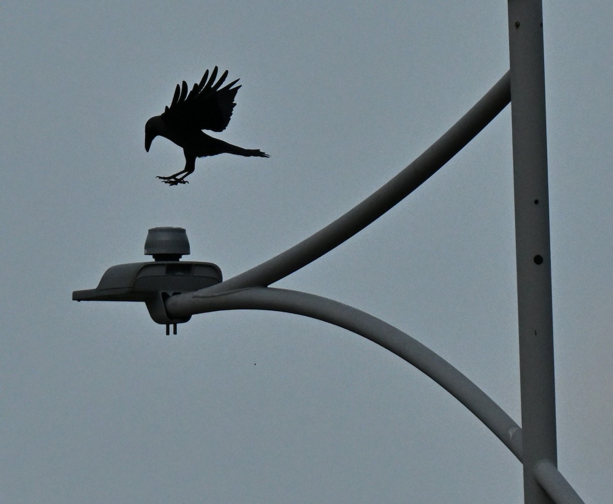 House Crow - ML646636727