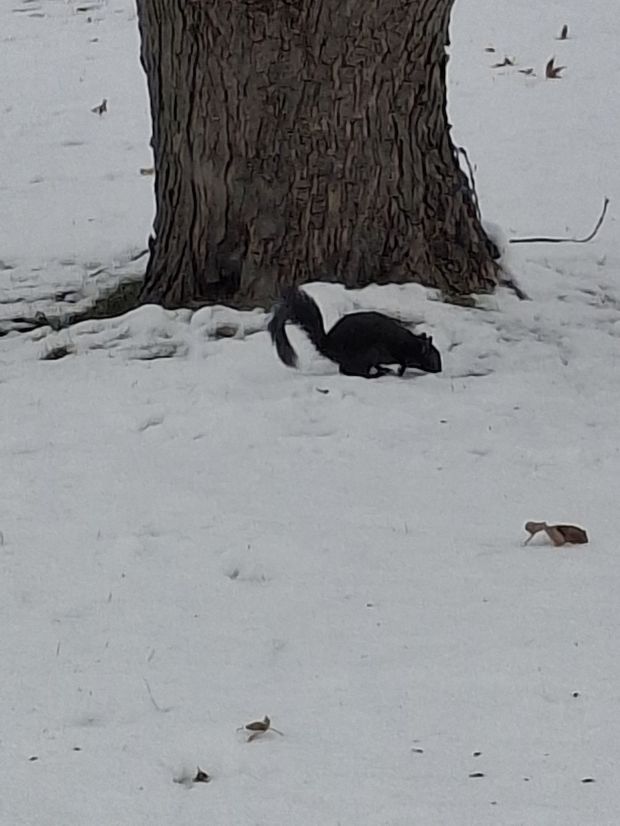 Animals - ML646636728