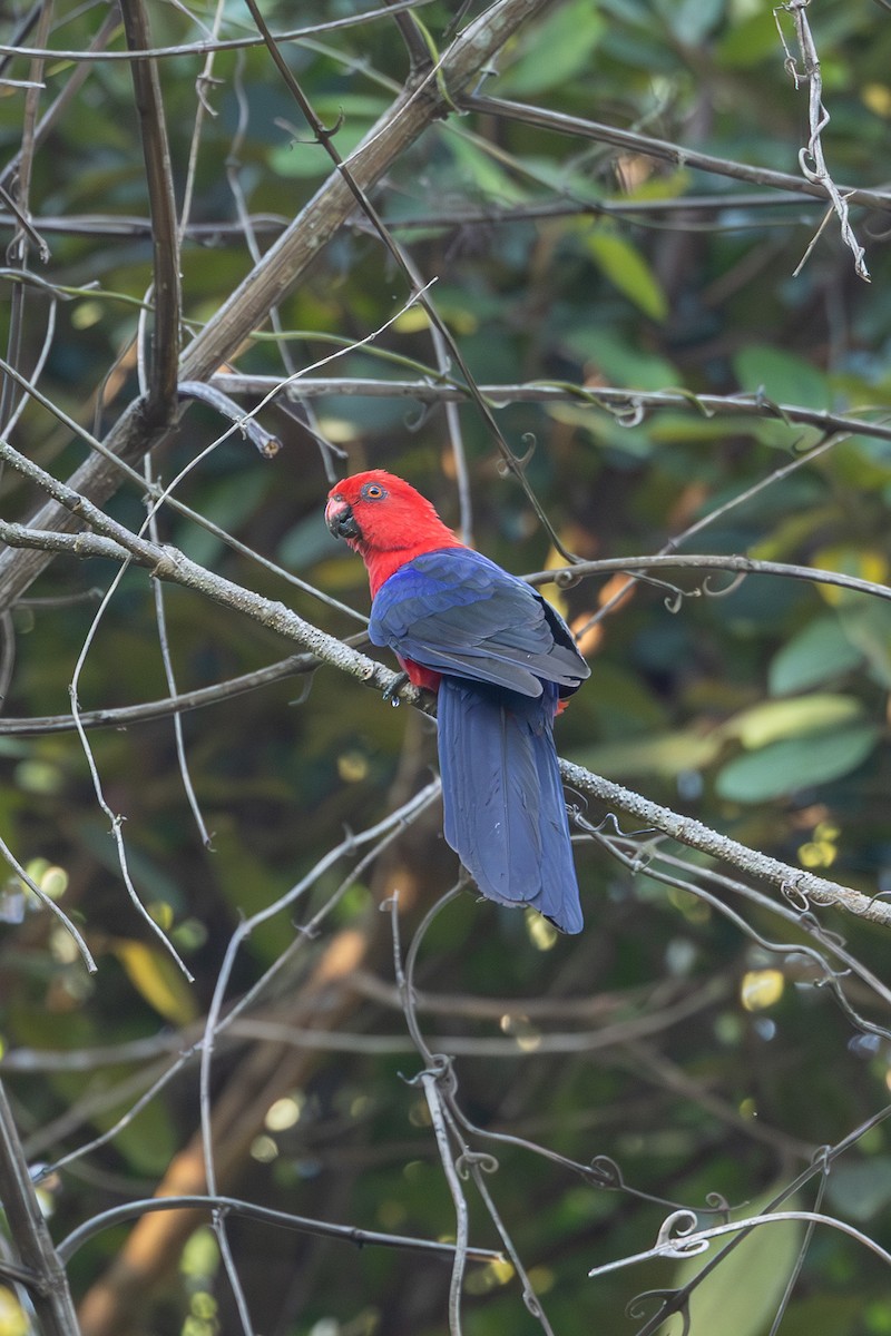 Moluccan King-Parrot - ML646636729