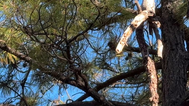 Мексиканская гаичка - ML646636730