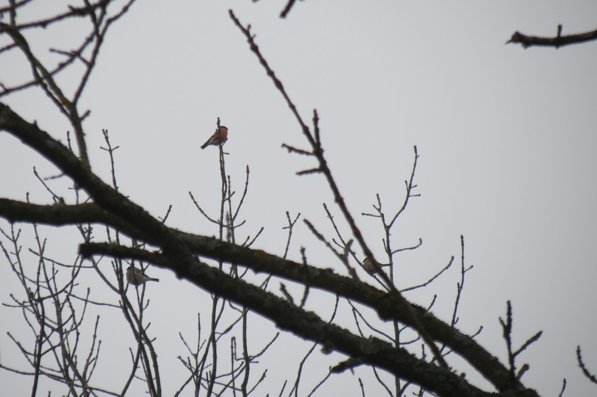 Снегирь - ML646636733