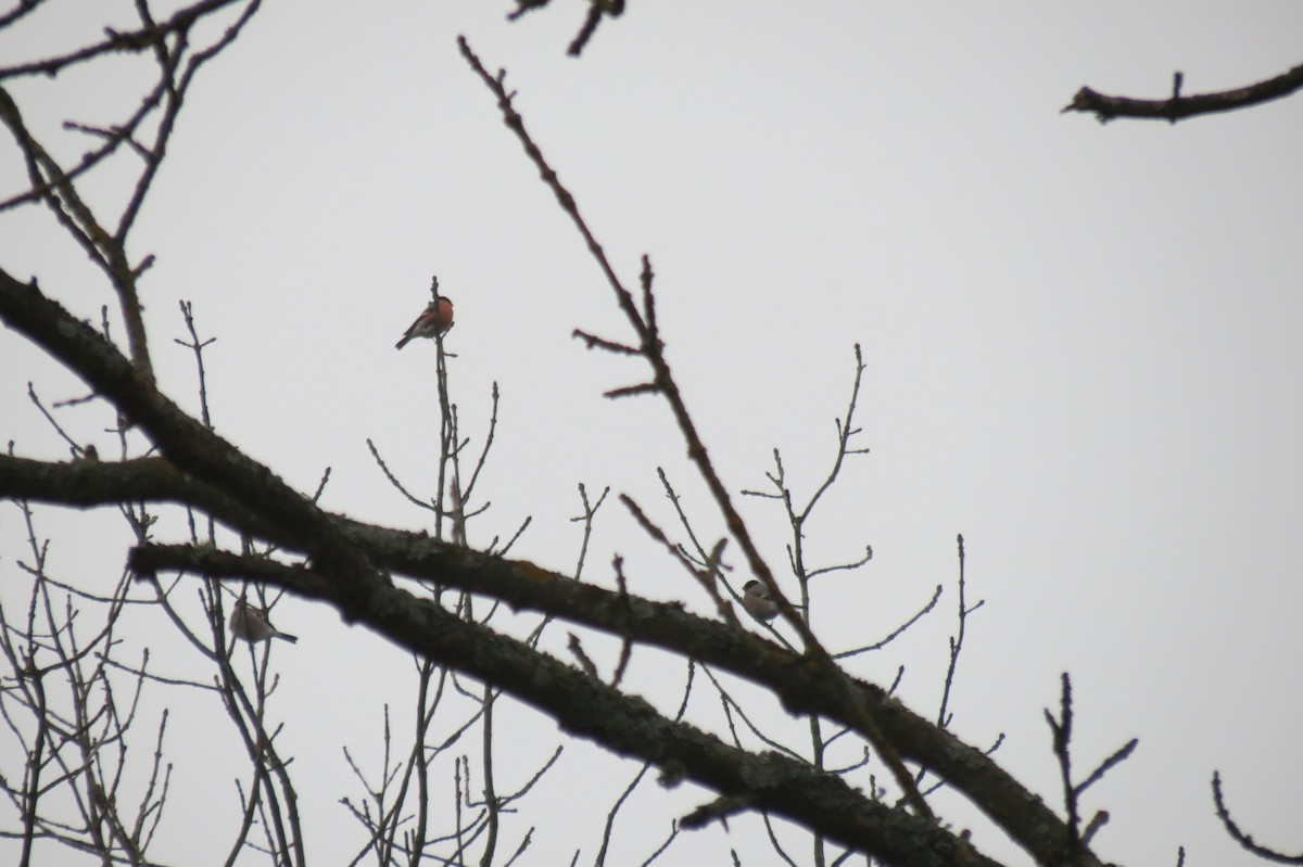 Снегирь - ML646636734