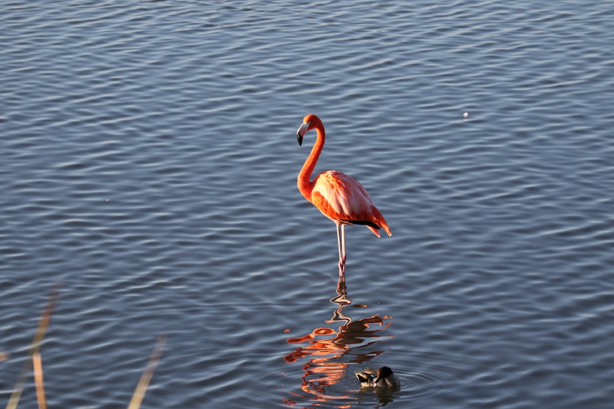 American Flamingo - ML646636737