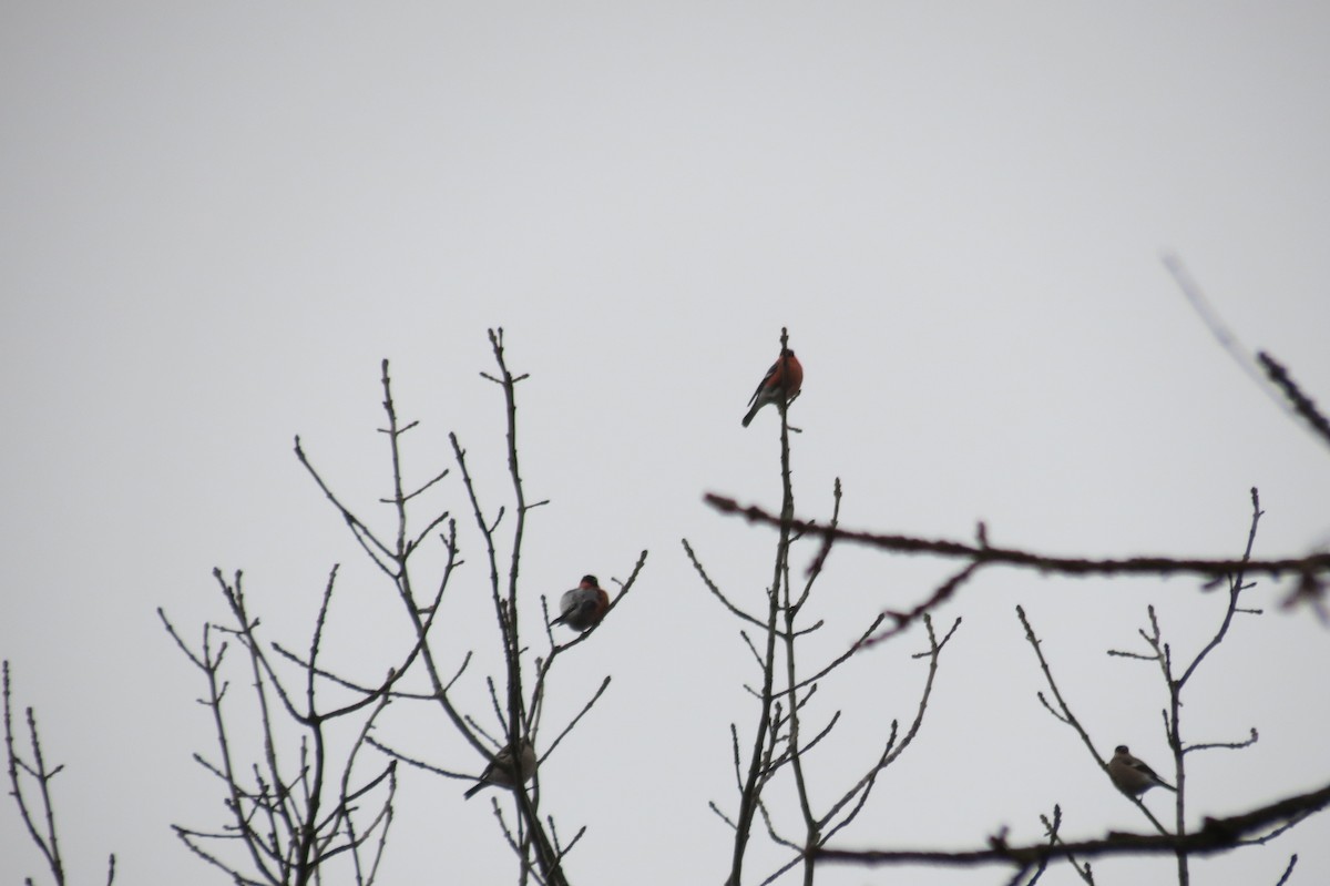 Снегирь - ML646636738