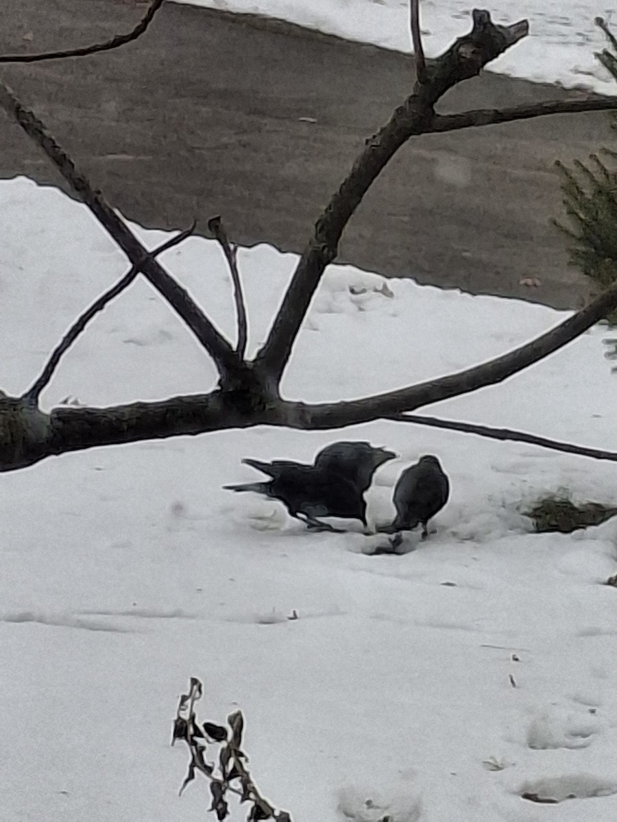 American Crow - ML646636739