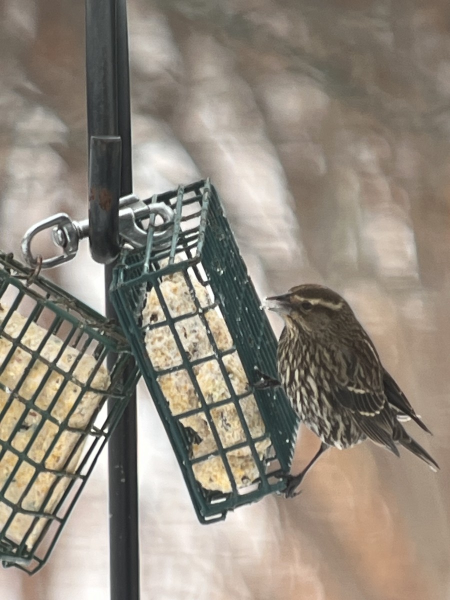 Red-winged Blackbird - ML646636740