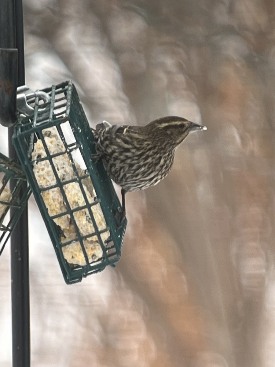 Red-winged Blackbird - ML646636741