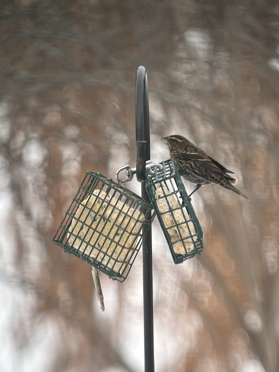 Red-winged Blackbird - ML646636742