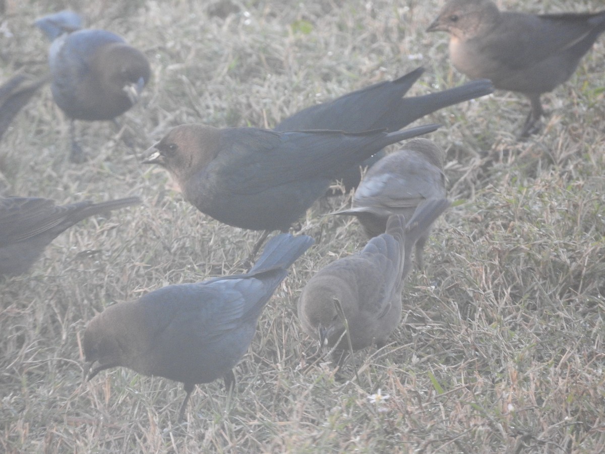 Braunkopf-Kuhstärling - ML646636746