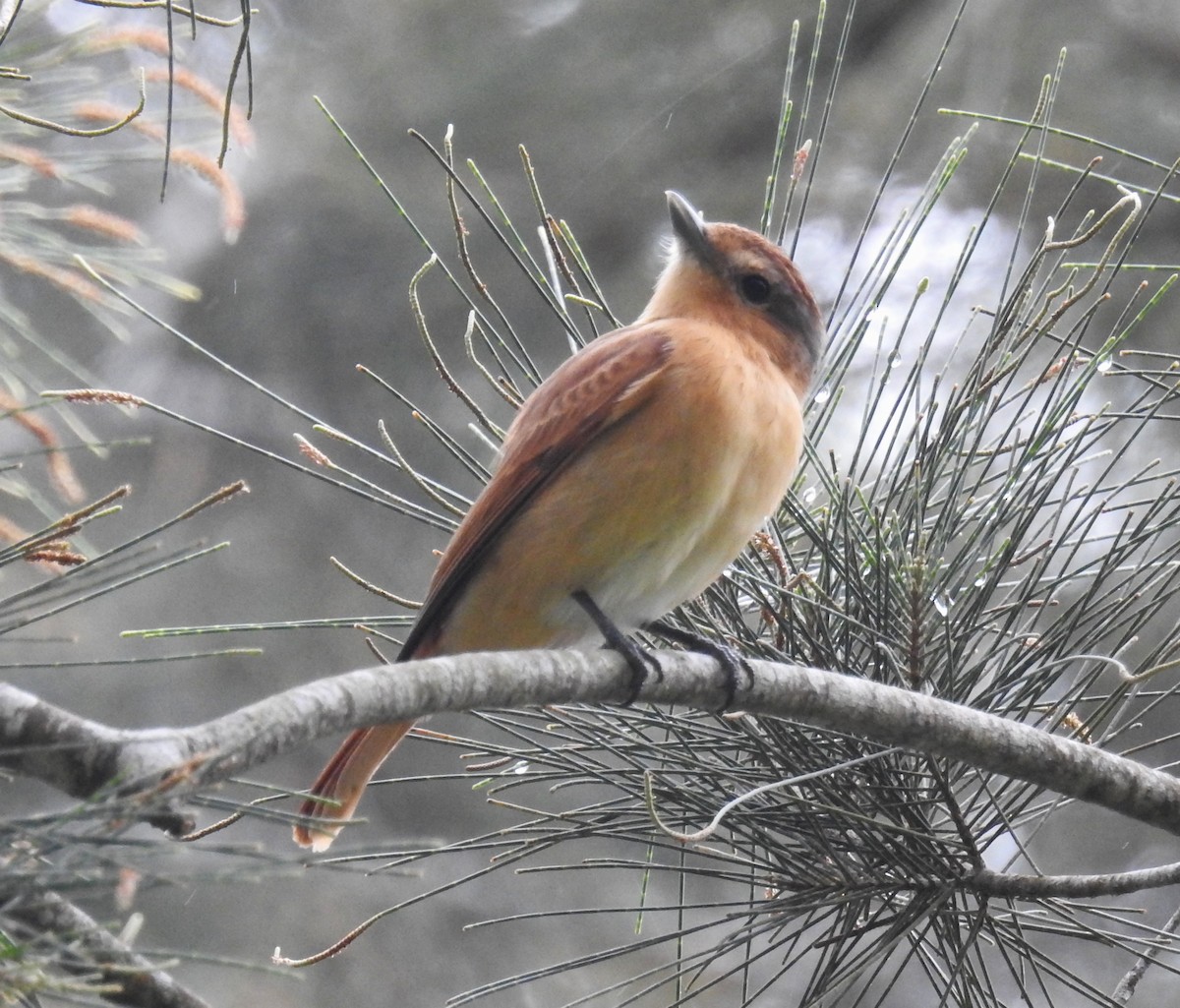 Bécarde à calotte rousse - ML646636747