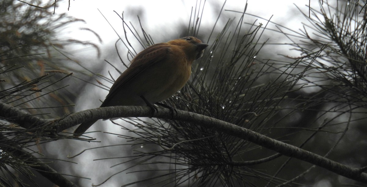 Bécarde à calotte rousse - ML646636748