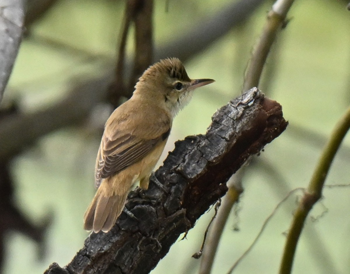 Oriental Reed Warbler - ML646636749