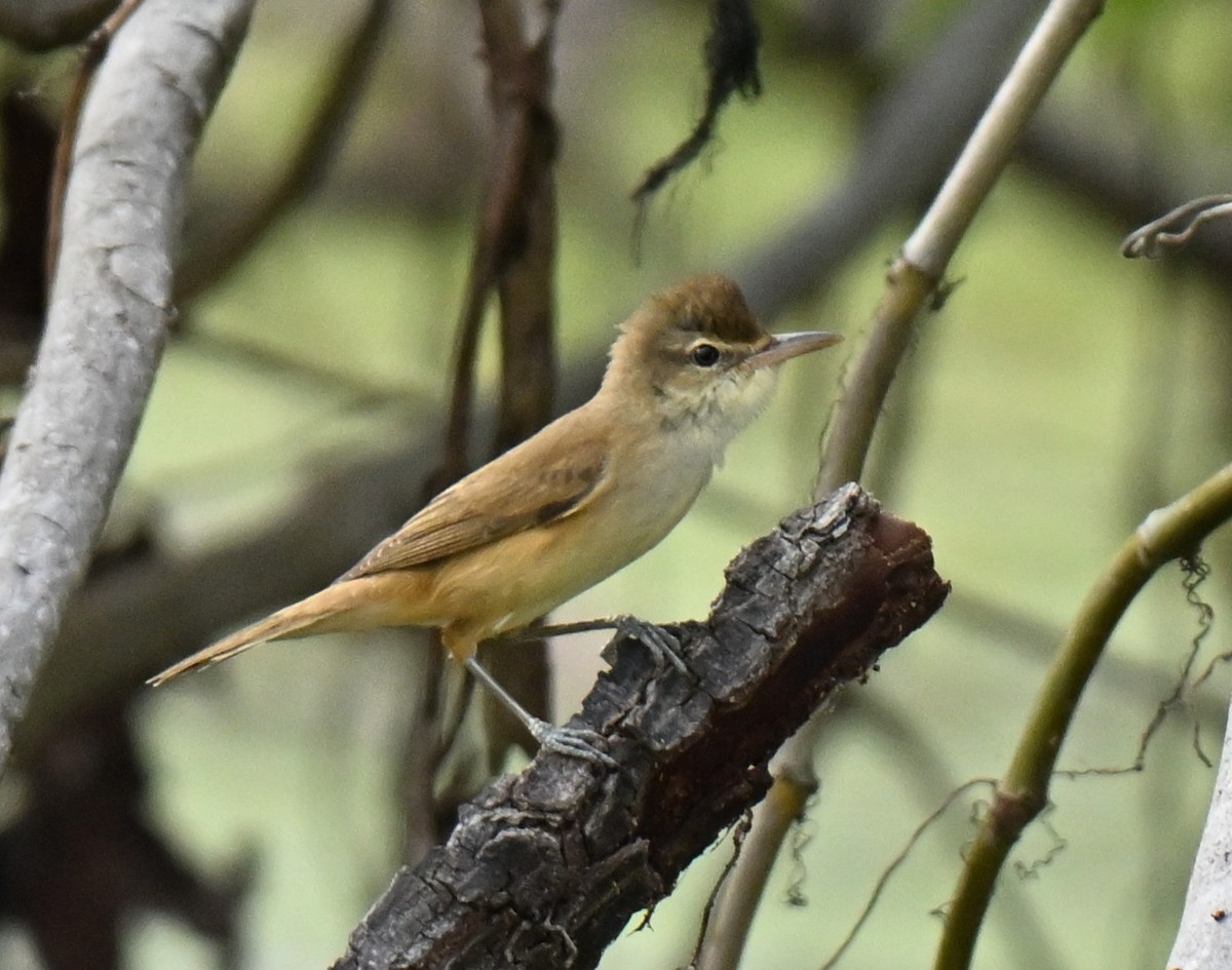 Oriental Reed Warbler - ML646636750
