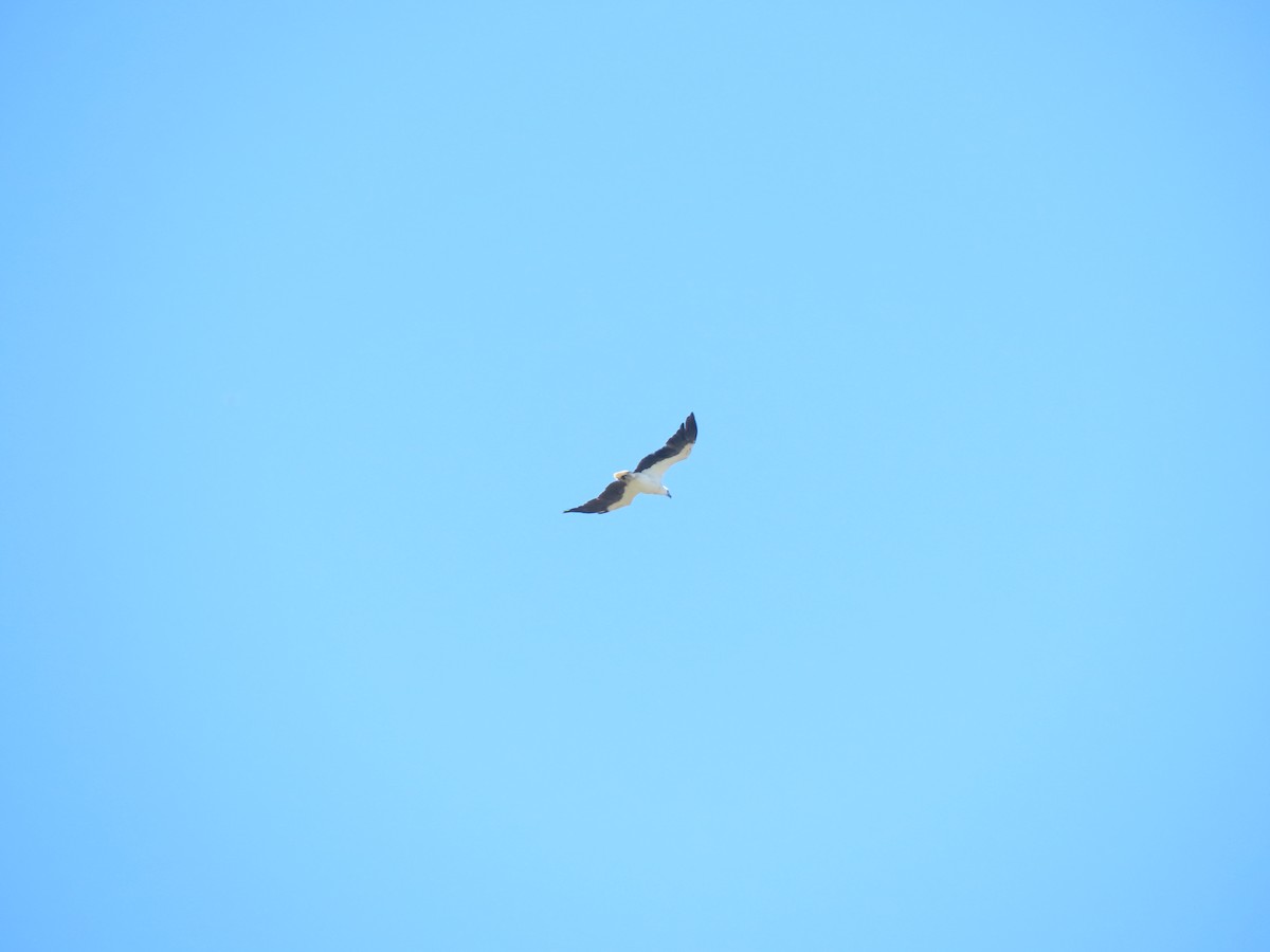 Орлан білочеревий - ML646636751