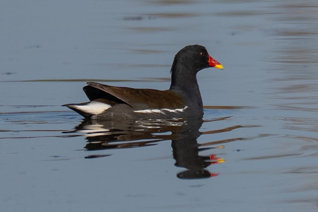 Eurasian Moorhen - ML646636752
