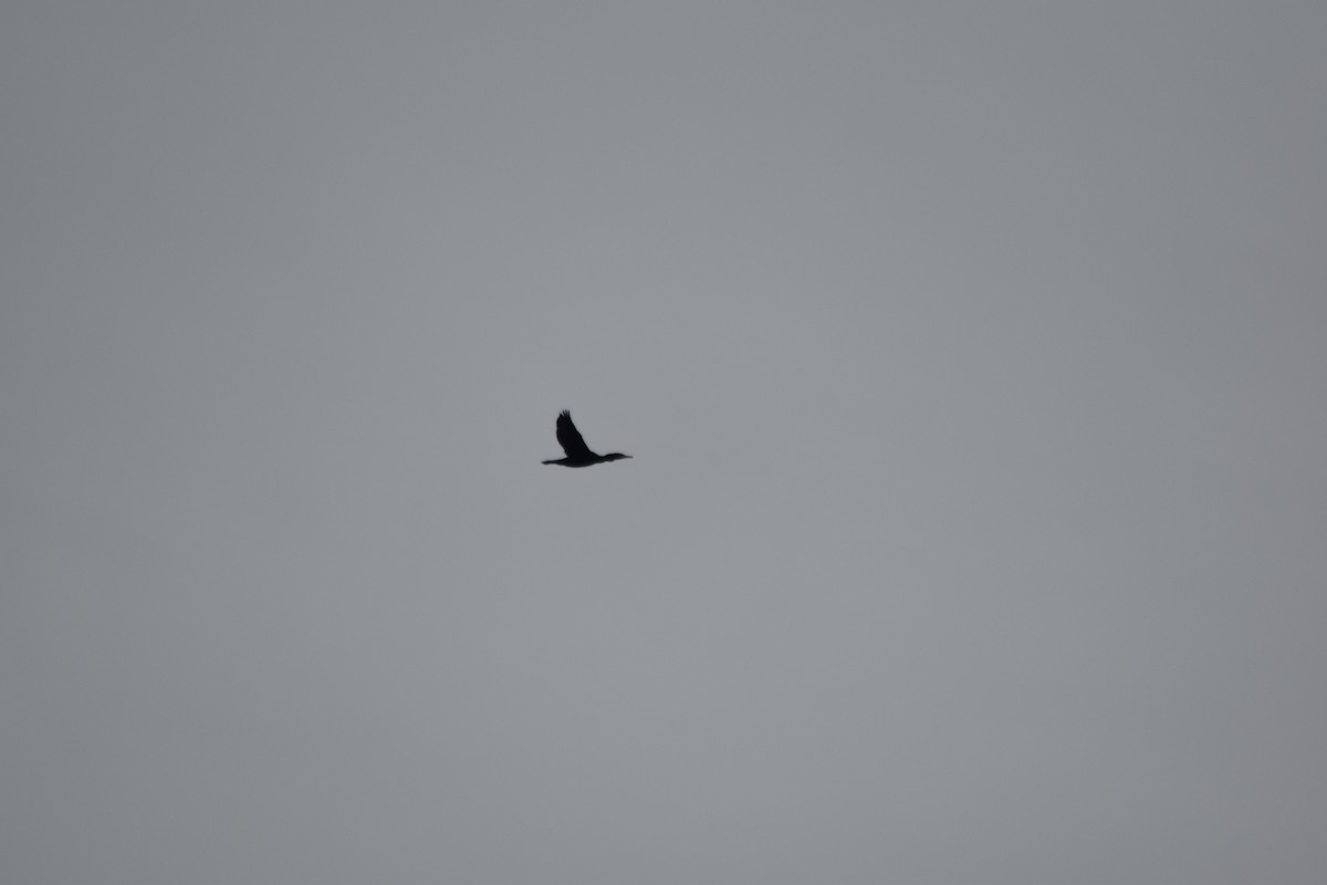 Great Cormorant - ML646636753