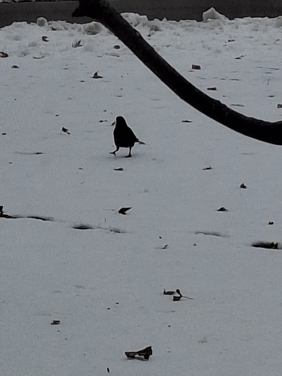 American Crow - ML646636754