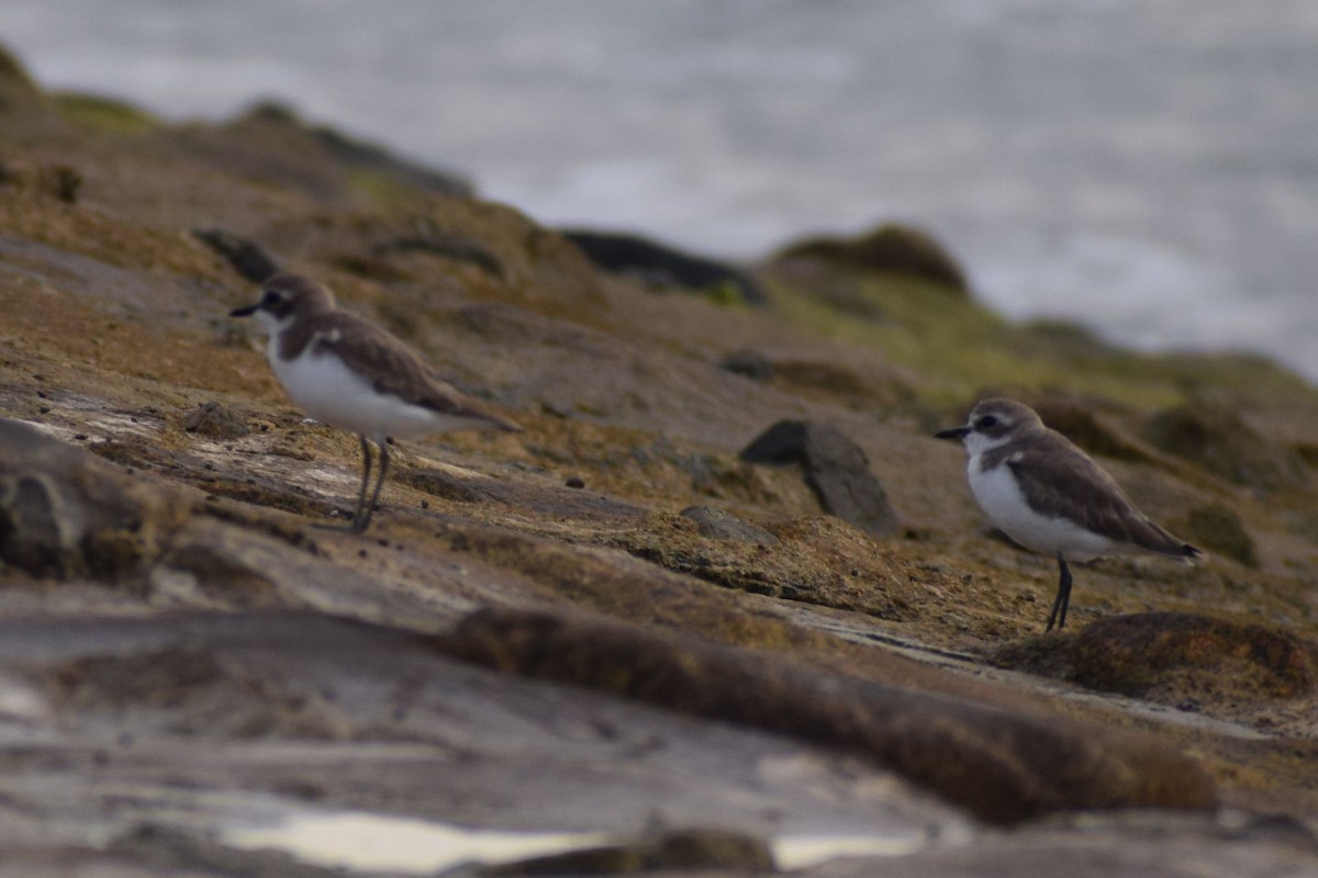 Tibetan Sand-Plover - ML646636756