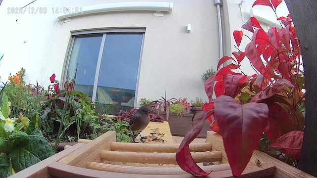 Black Redstart - ML646636757