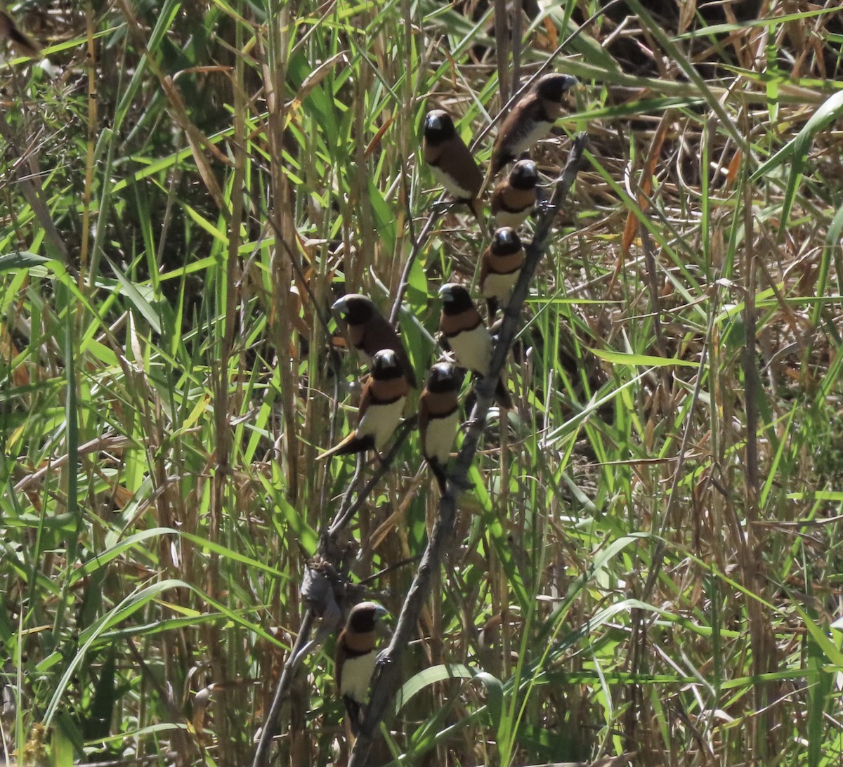 Мунія каштанововола - ML646636758