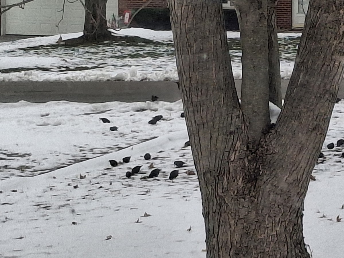 European Starling - ML646636759