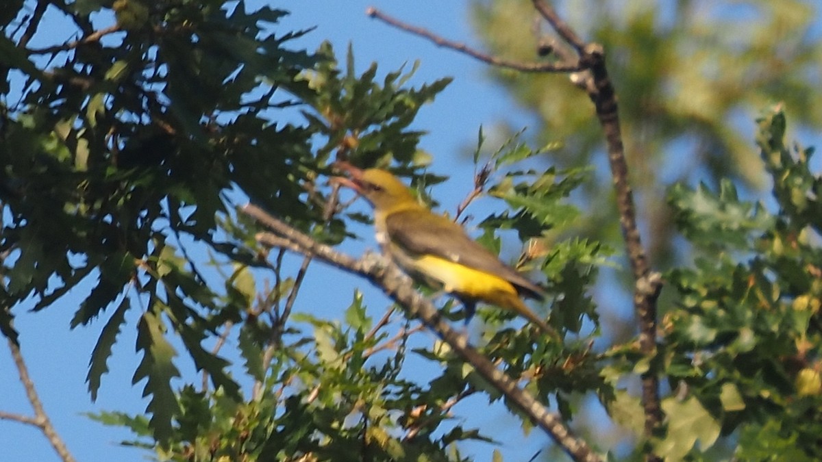 Eurasian Golden Oriole - ML646636760