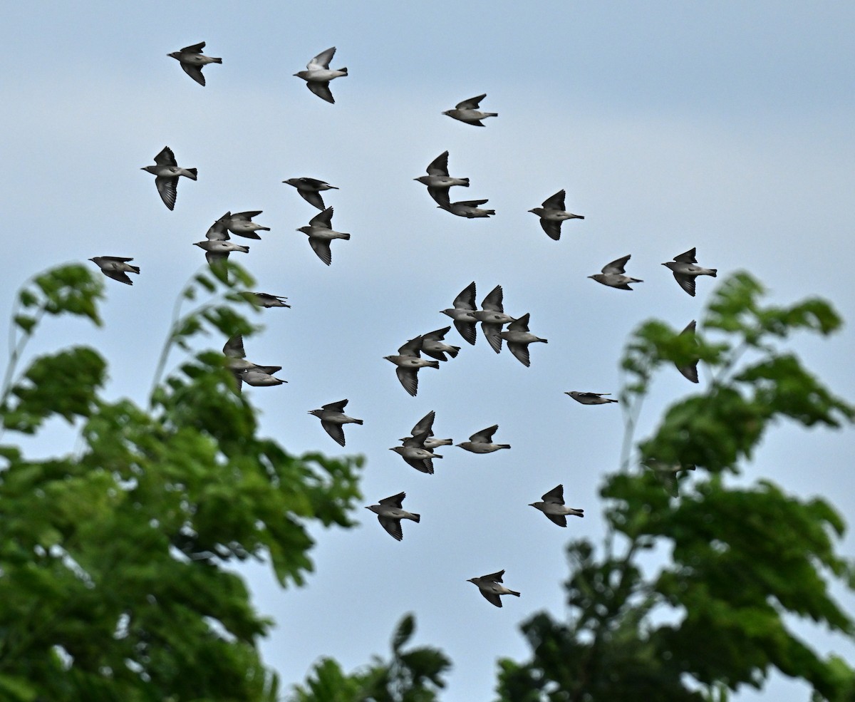 Daurian Starling - ML646636764