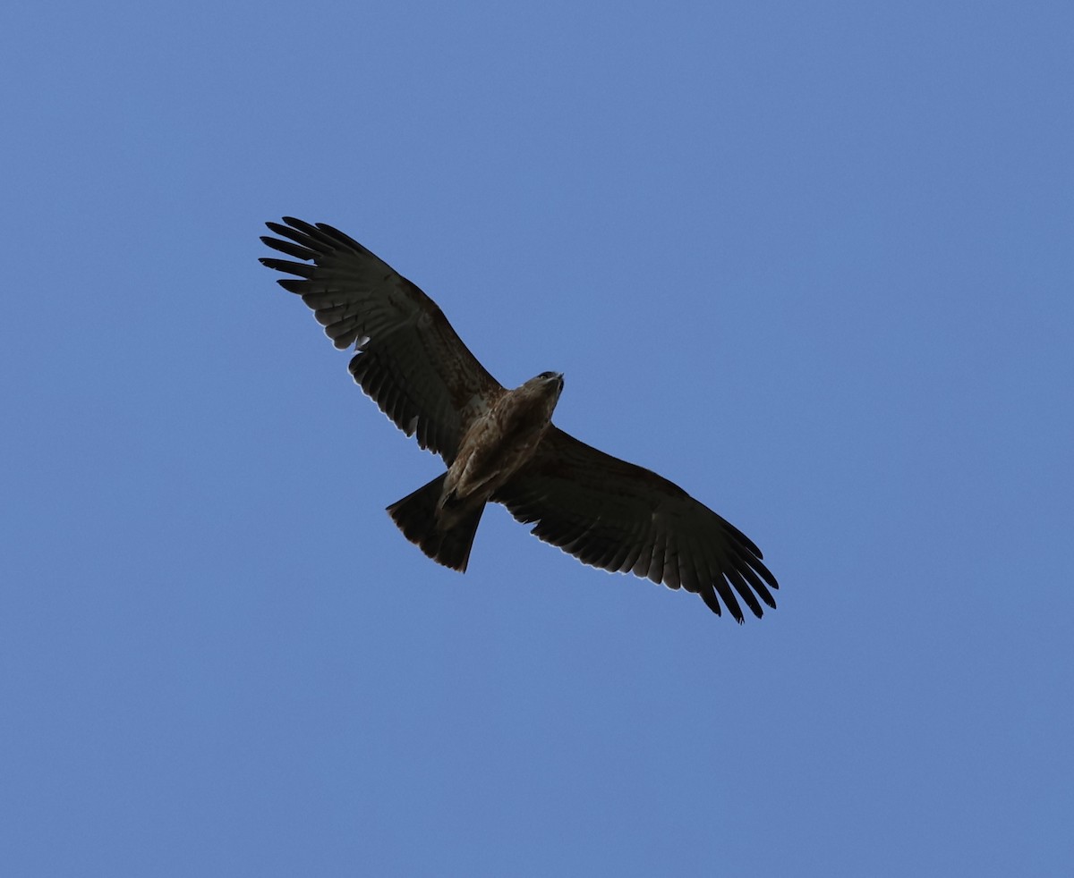 Black-chested Snake-Eagle - ML646636766