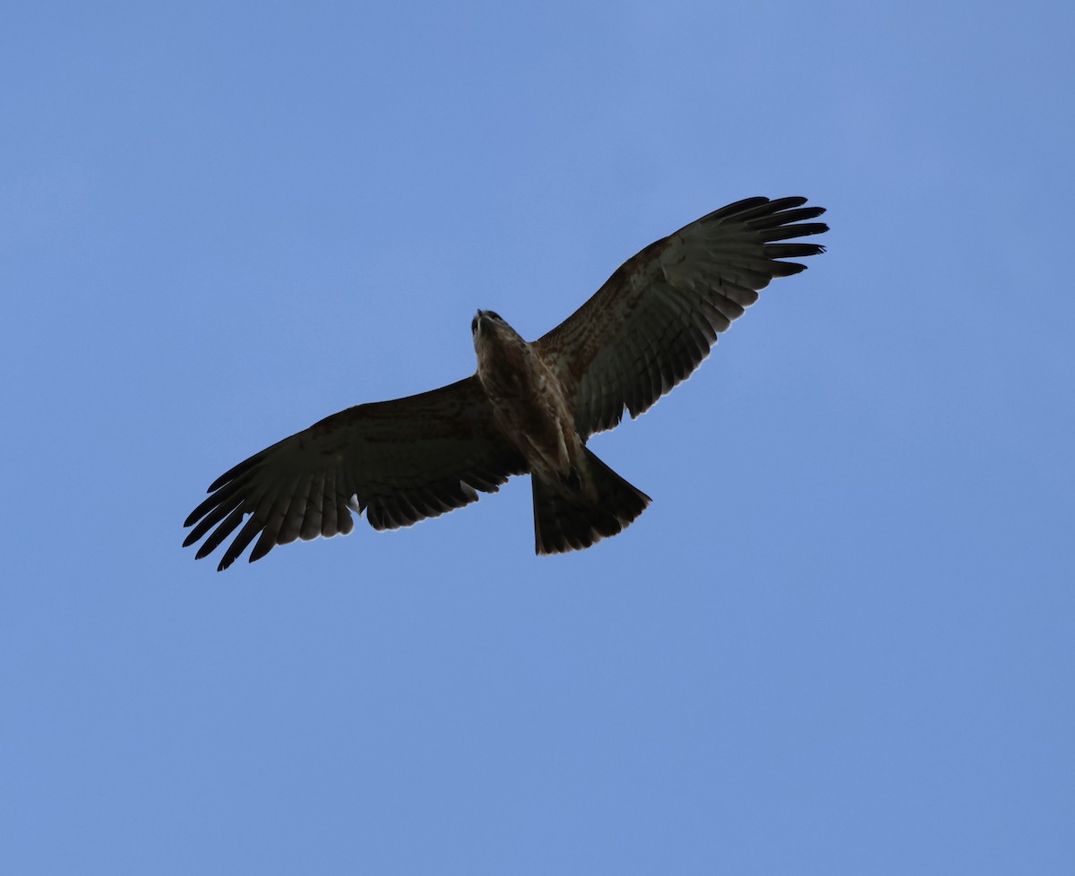 Black-chested Snake-Eagle - ML646636767