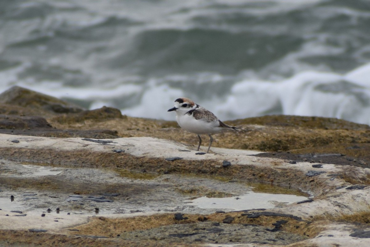 Malaysian Plover - ML646636768