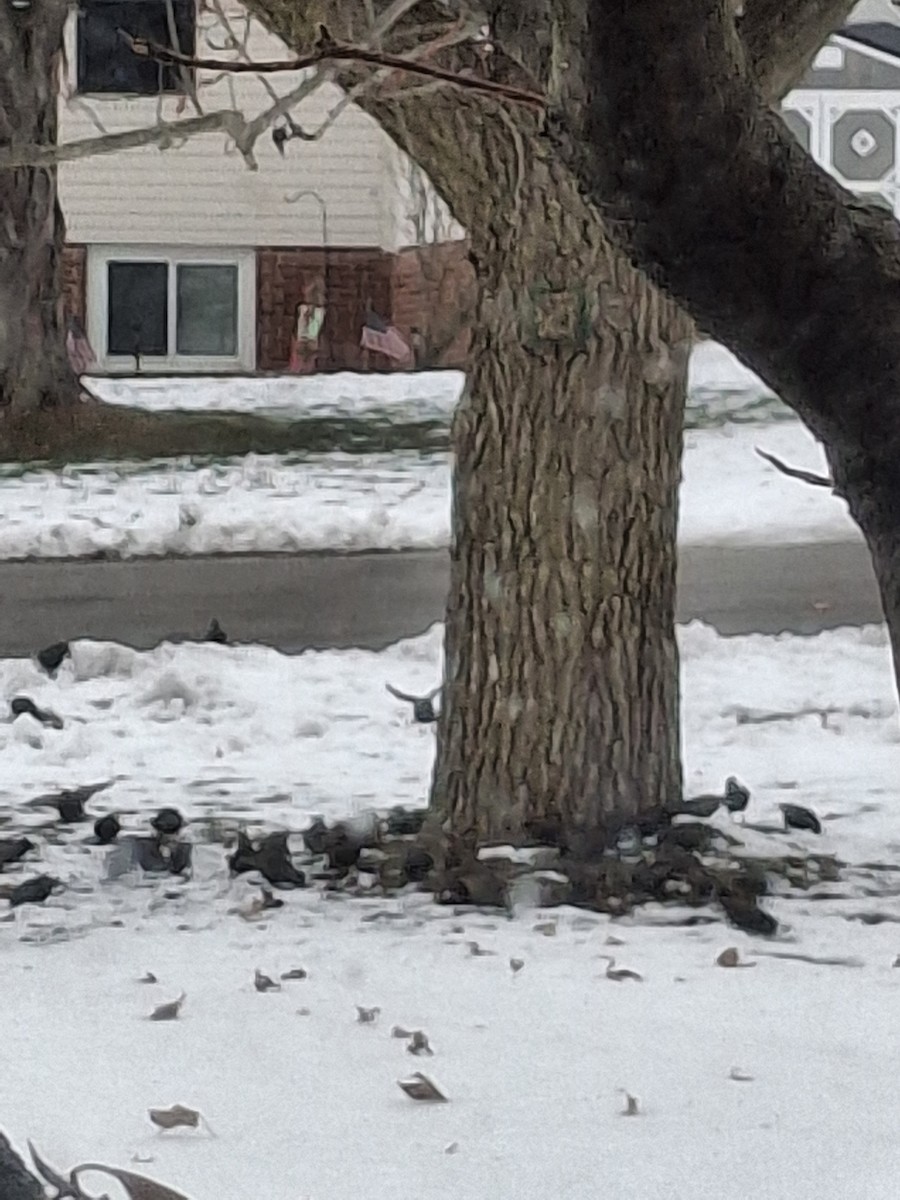 European Starling - ML646636770