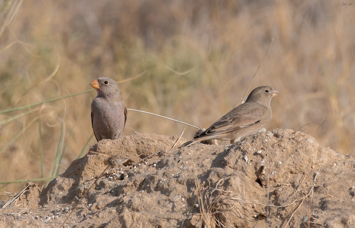 Roselin githagine - ML646636774