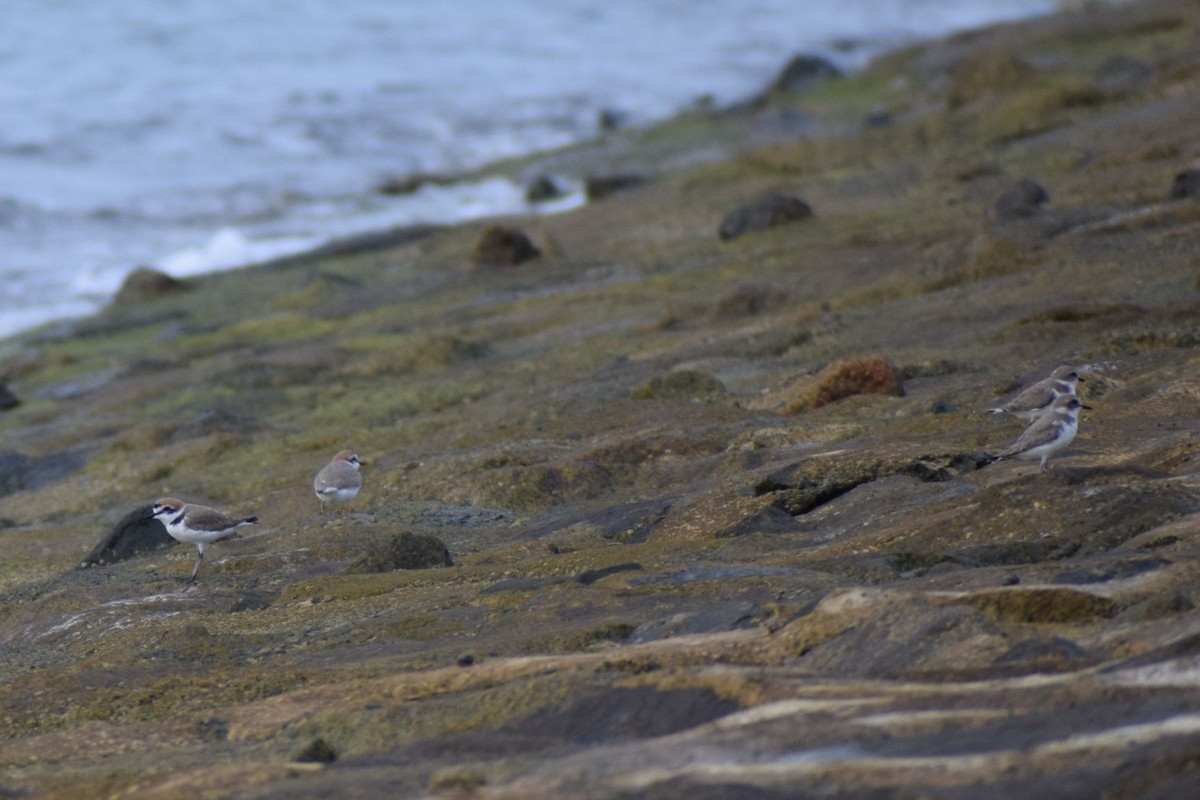 Kentish Plover - ML646636776