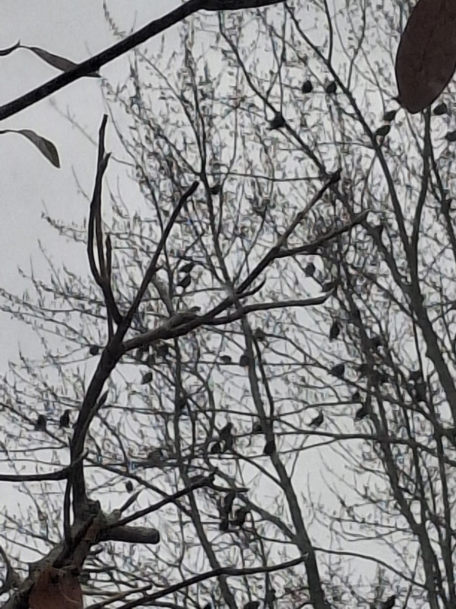 European Starling - ML646636778