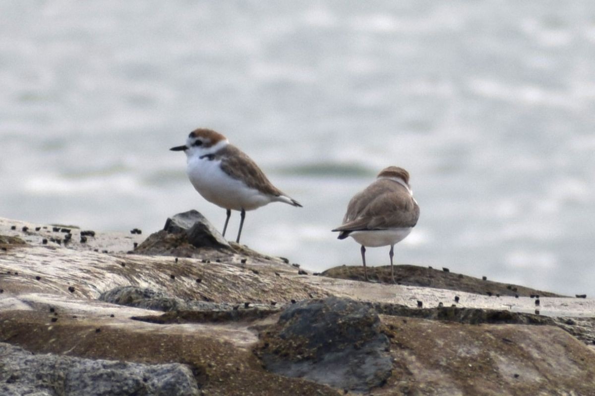 White-faced Plover - ML646636779