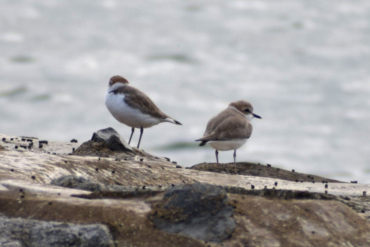 White-faced Plover - ML646636780
