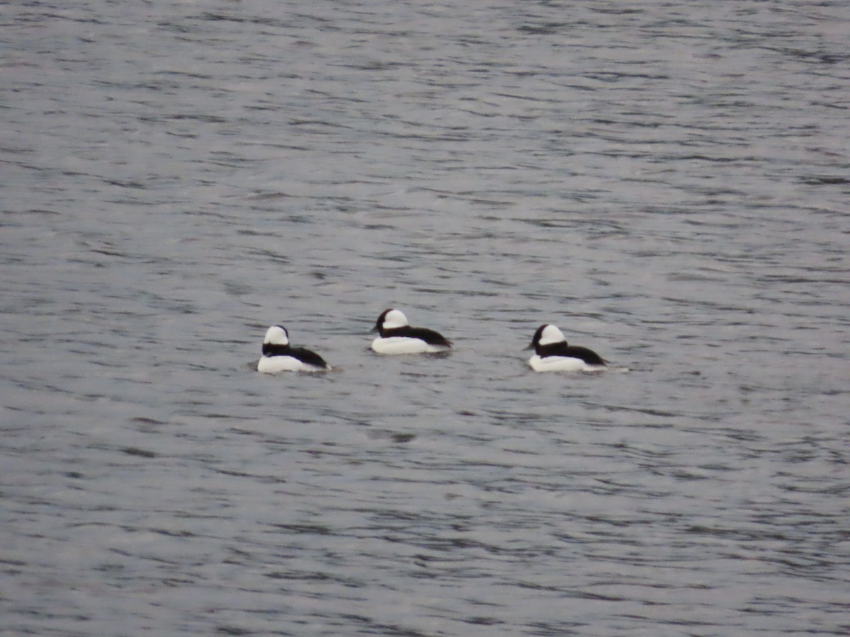 Bufflehead - ML646636781