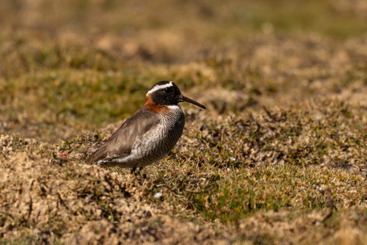 Diademed Sandpiper-Plover - ML646636782