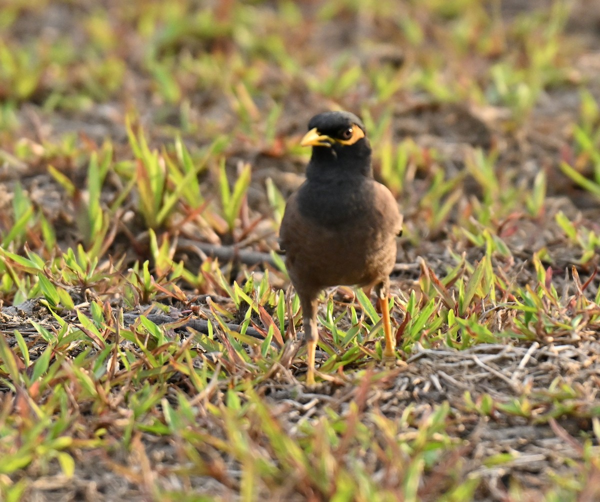 Common Myna - ML646636783