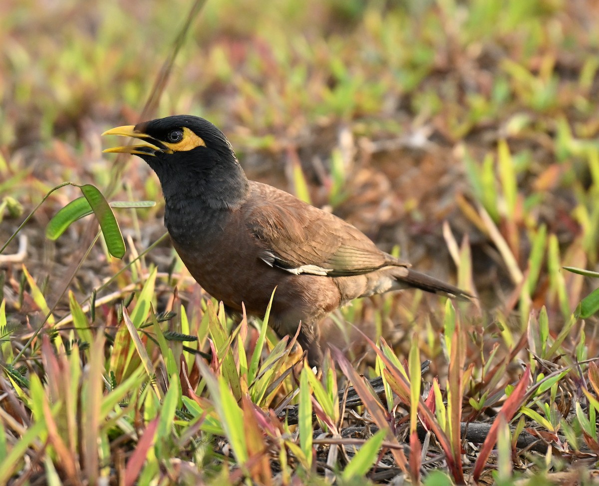 Common Myna - ML646636784