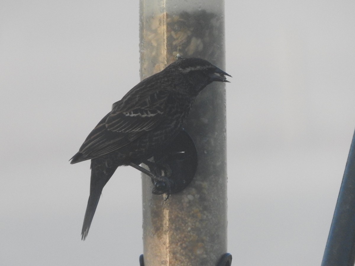 Red-winged Blackbird - ML646636786
