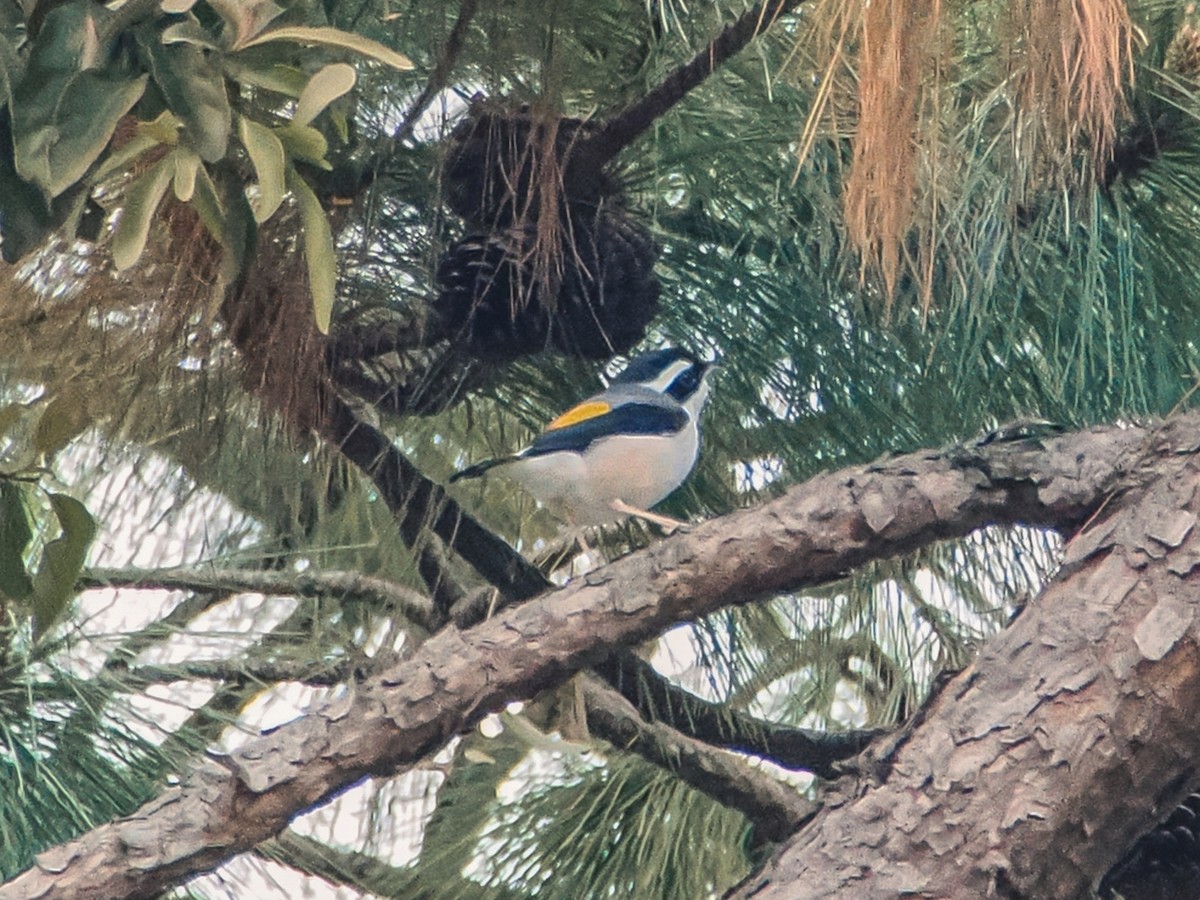 White-browed Shrike-Babbler - ML646636787