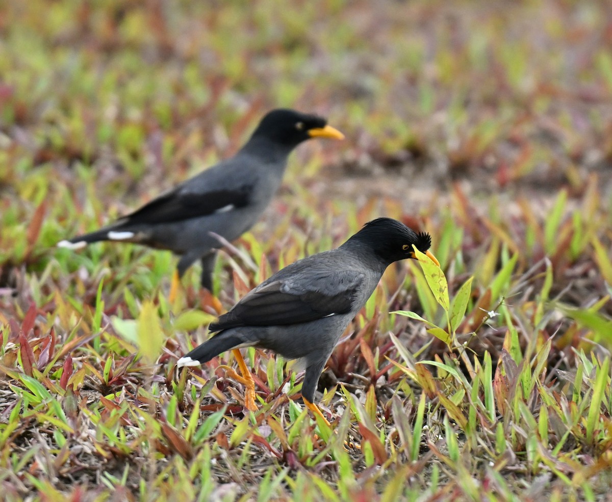 Javan Myna - ML646636788