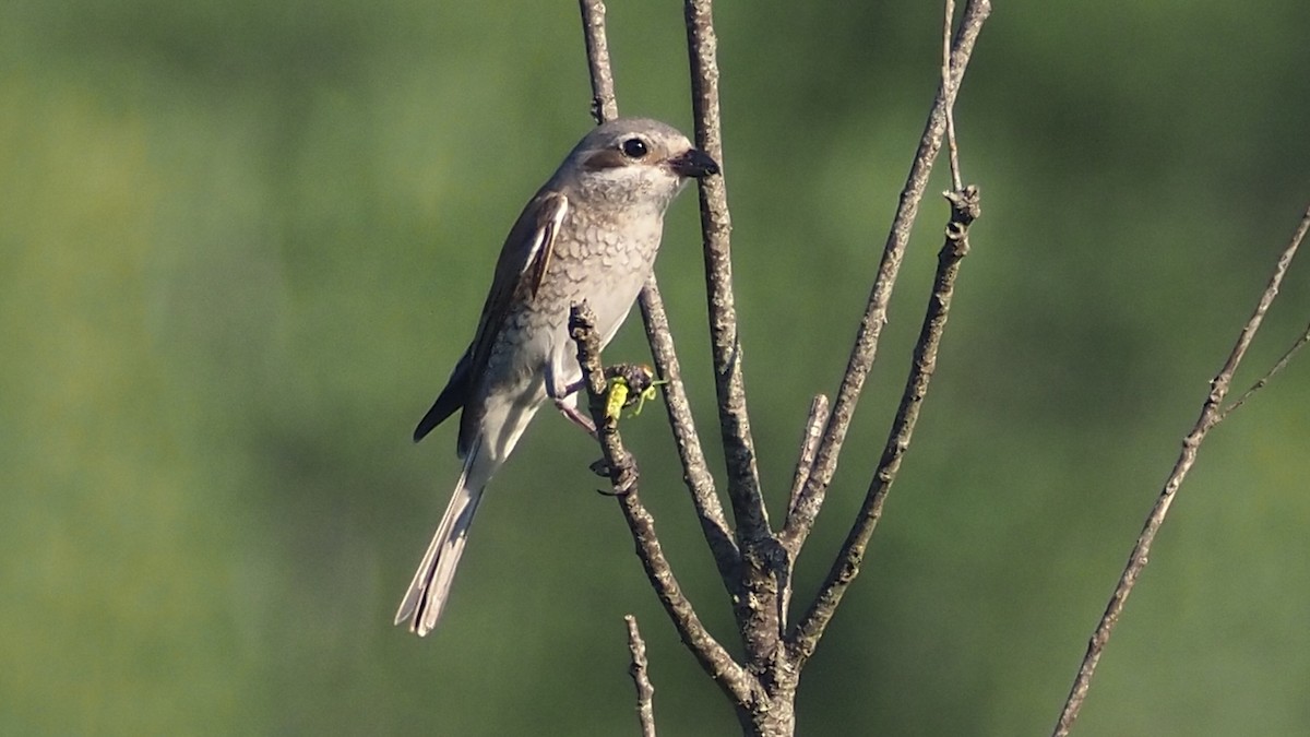 Red-backed Shrike - ML646636795