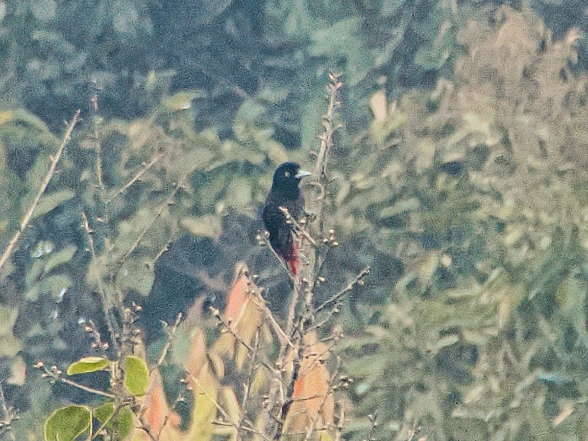 Maroon Oriole - ML646636797