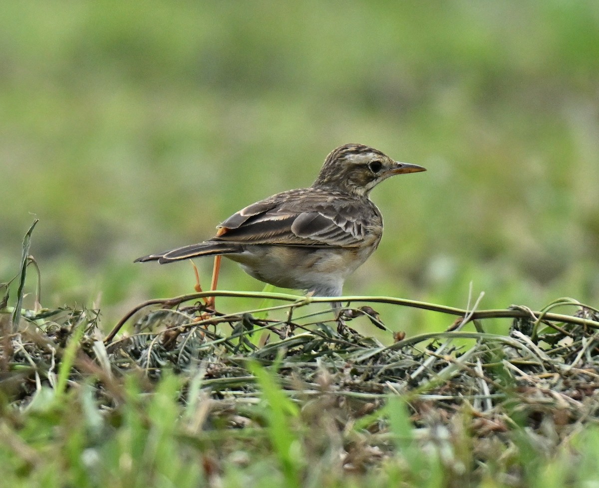 Paddyfield Pipit - ML646636798