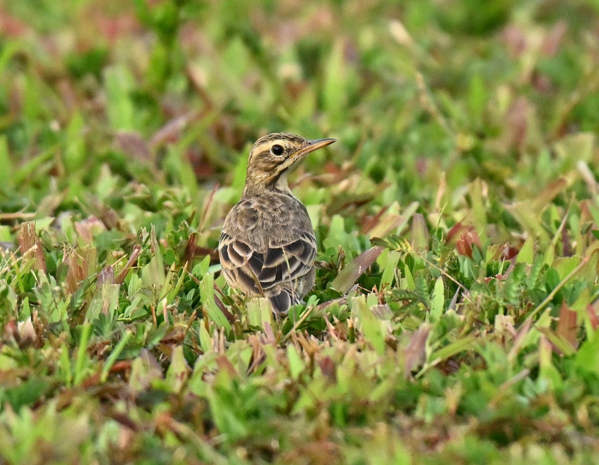 Paddyfield Pipit - ML646636799