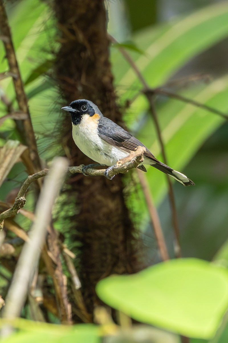 Moluccan Flycatcher - ML646636800