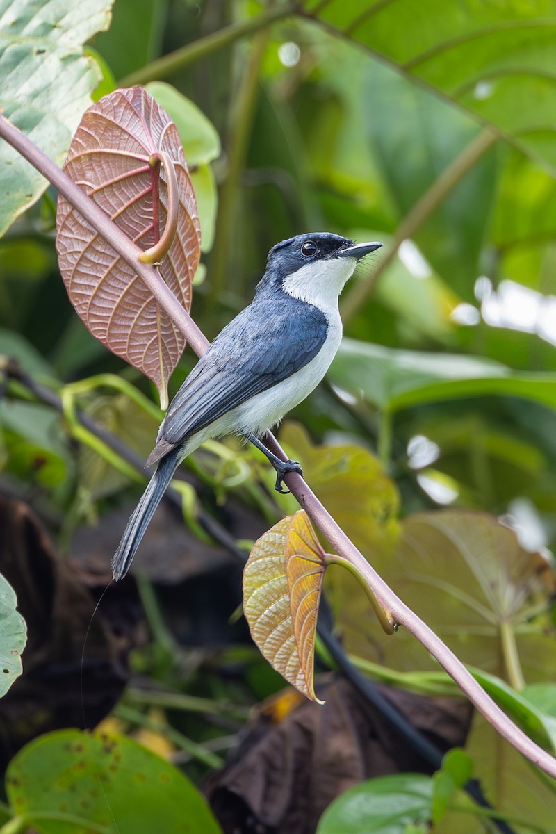 Moluccan Flycatcher - ML646636801