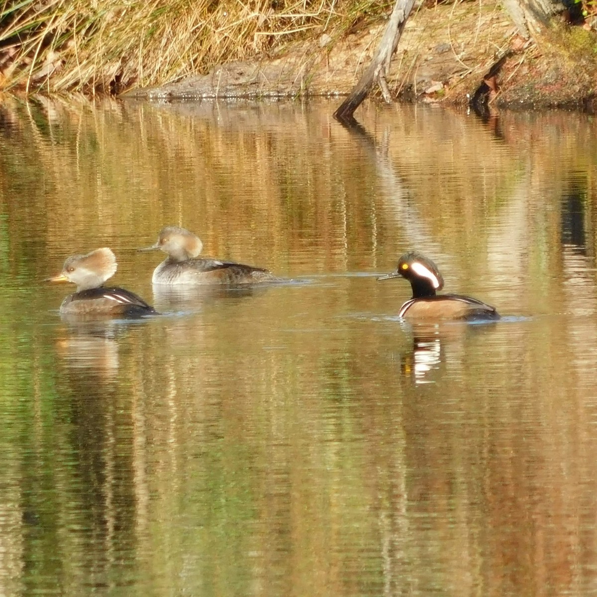 Hooded Merganser - ML646636802